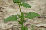 Rose verbena